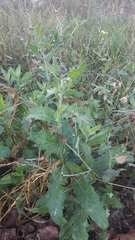 Cirsium arvense vestitum