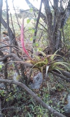 Tillandsia achyrostachys