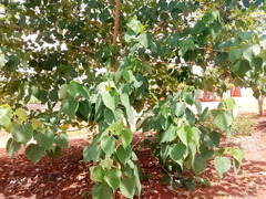 Gmelina arborea