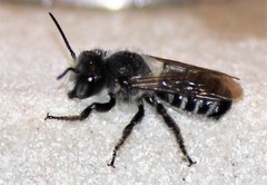 Megachile montivaga