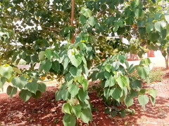 Gmelina arborea