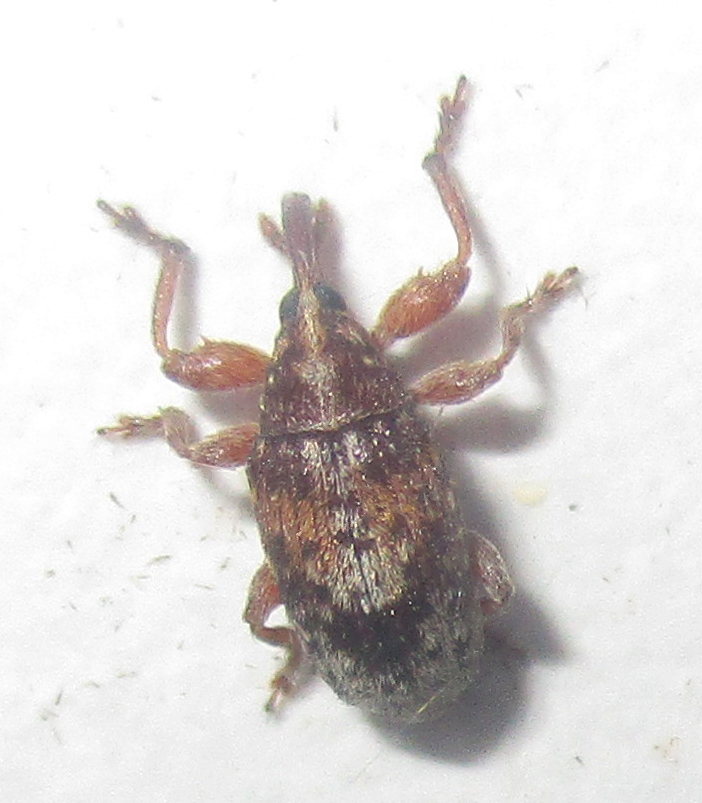 Amphibolocorynus varius