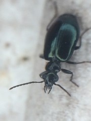 Lebia marginicollis