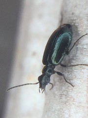 Lebia marginicollis