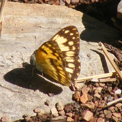 Colotis vesta