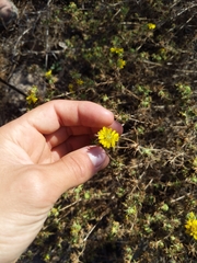 Centromadia parryi australis