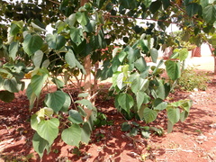 Gmelina arborea