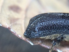 Amphicerus cornutus