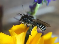 Megachile montivaga