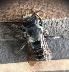 Megachile montivaga