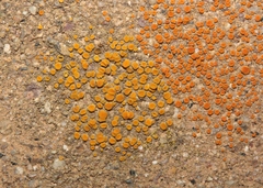Polycauliona luteominia