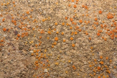 Polycauliona luteominia