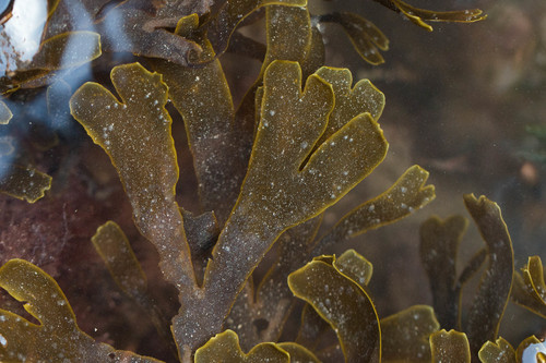 Stoechospermum, 2019-01-05