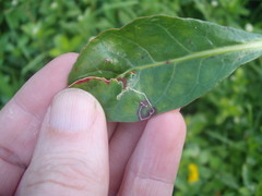 Liriomyza chenopodii
