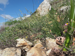 Silene burchellii burchellii