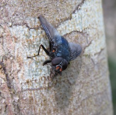Calliphoroides antennatis