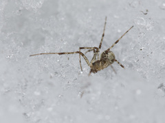 Pityohyphantes phrygianus