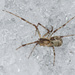 Pityohyphantes phrygianus - Photo (c) Vladimir Bryukhov,  זכויות יוצרים חלקיות (CC BY-NC), הועלה על ידי Vladimir Bryukhov