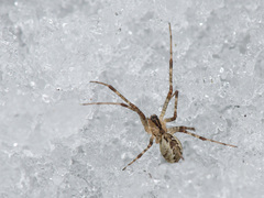 Pityohyphantes phrygianus