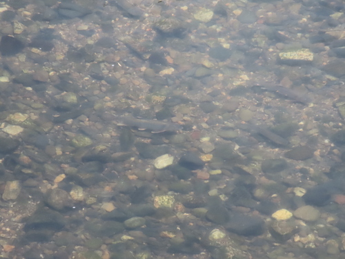 Piscivorous chub (Opsariichthys uncirostris) — Cyprinidae — 2