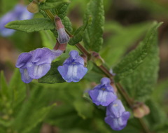 Scutellaria yezoensis