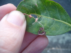 Liriomyza chenopodii