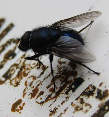 Calliphoroides antennatis