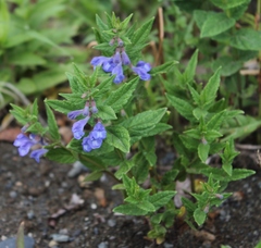 Scutellaria yezoensis