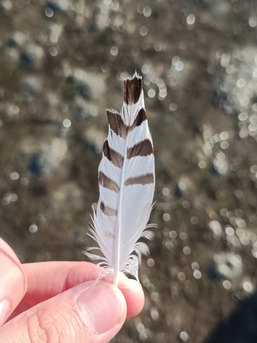 Plume de Pluvier argenté