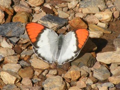 Colotis annae annae