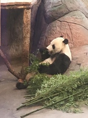 Ailuropoda melanoleuca