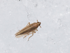 Stenocranus minutus