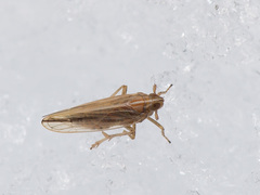 Stenocranus minutus