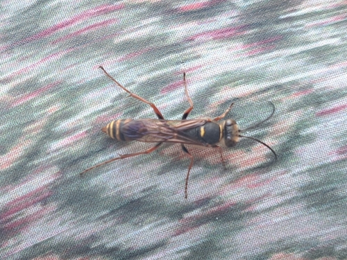 Asian Mud-dauber Wasp