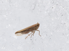 Stenocranus minutus
