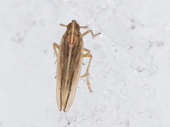 Stenocranus minutus