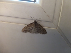 Trichopteryx carpinata