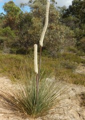 Xanthorrhoea caespitosa