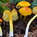 Persistent Waxcap - Photo (c) Christian Schwarz, some rights reserved (CC BY-NC), uploaded by Christian Schwarz