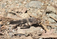 Trimerotropis cyaneipennis