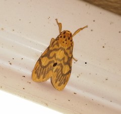 Ammatho cuneonotatus