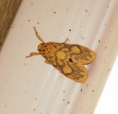 Ammatho cuneonotatus
