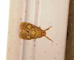 Ammatho cuneonotatus