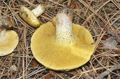 Suillus kaibabensis