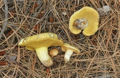 Suillus kaibabensis