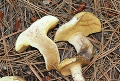 Suillus kaibabensis