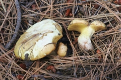 Suillus kaibabensis