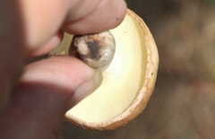 Suillus occidentalis