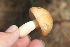 Suillus occidentalis