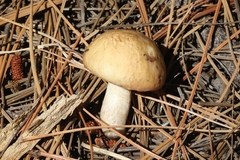Suillus occidentalis